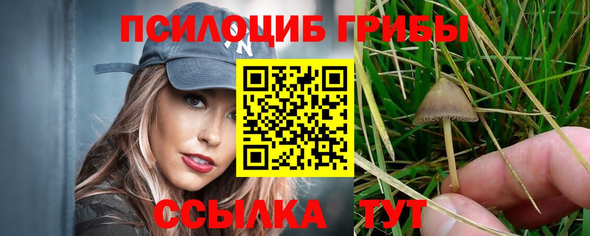 Псилоцибиновые грибы Psilocybine cubensis Королёв